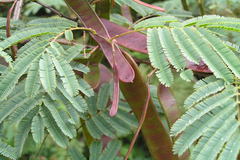 Acacia pennata